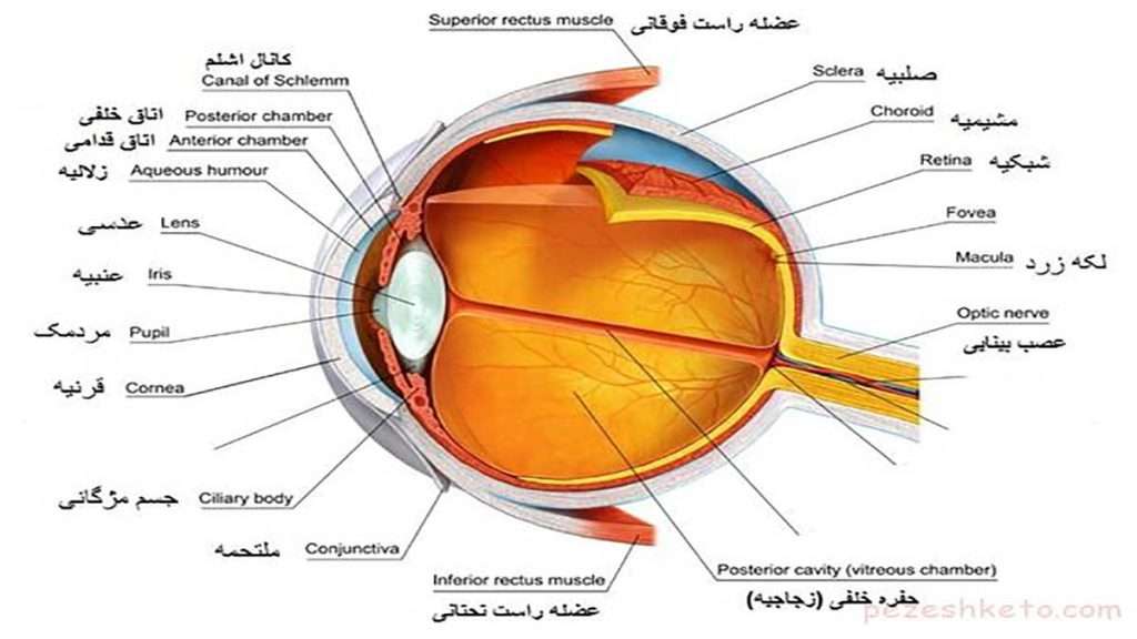 اناتومی چشم نام های نوار اعصاب چشم