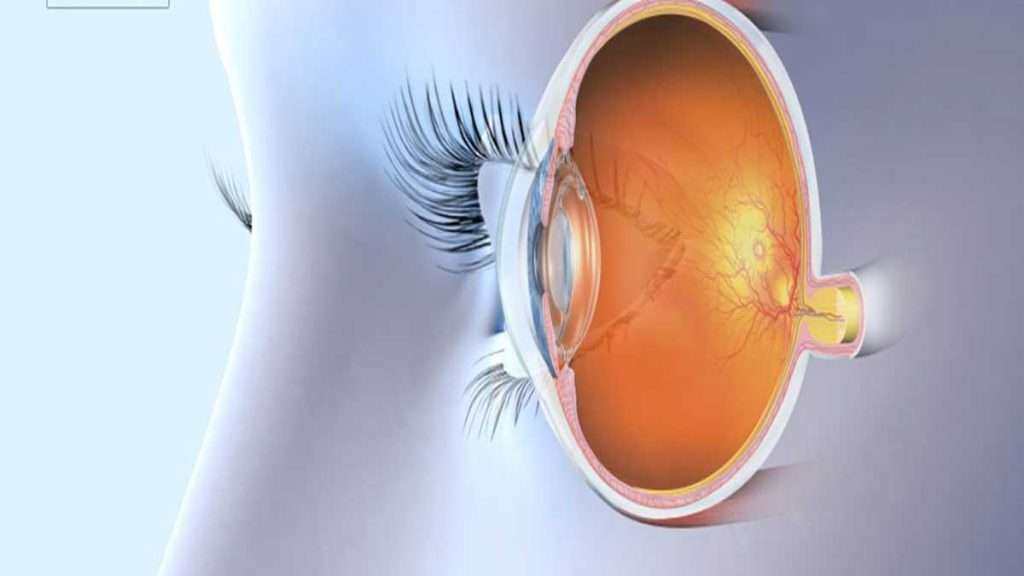 نوار عصب بینایی نمایش نوار عصب بینایی