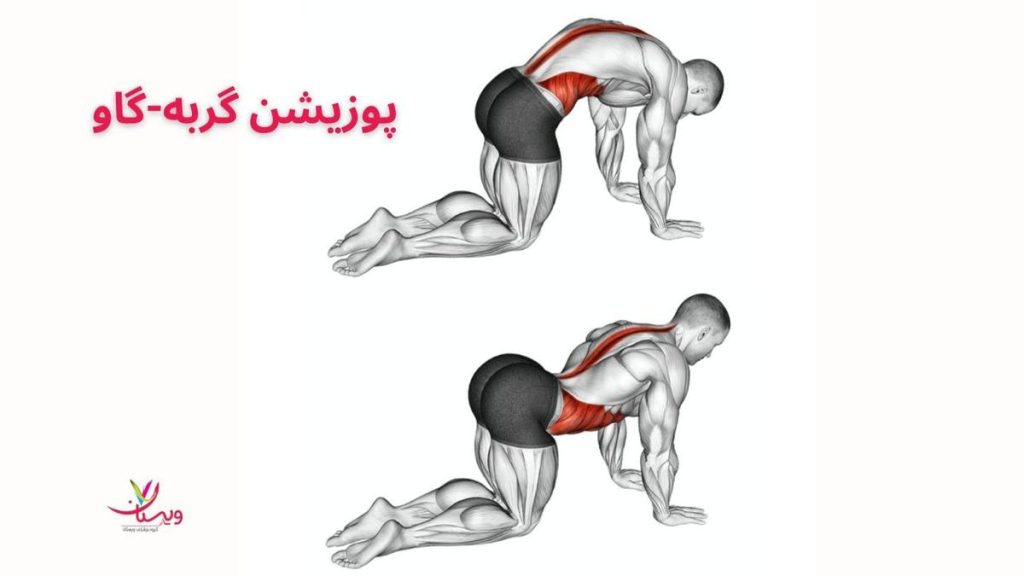 ورزش برای درمان درد دنبالچه اقای در حال پوزیشن گاو گربه زدن